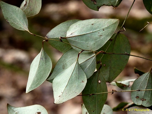 {Smilax glauca}